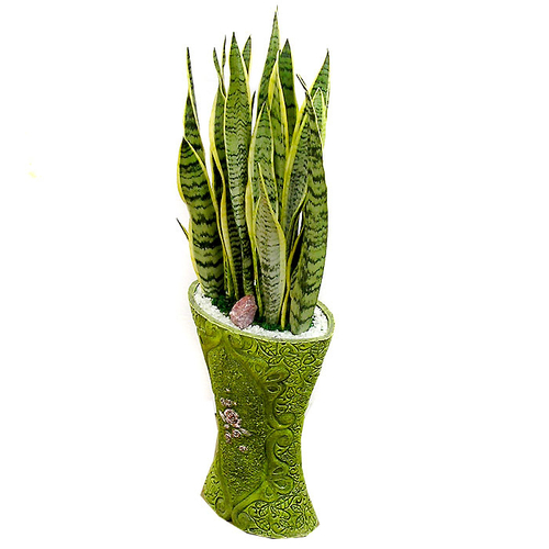 산세베리아 B형